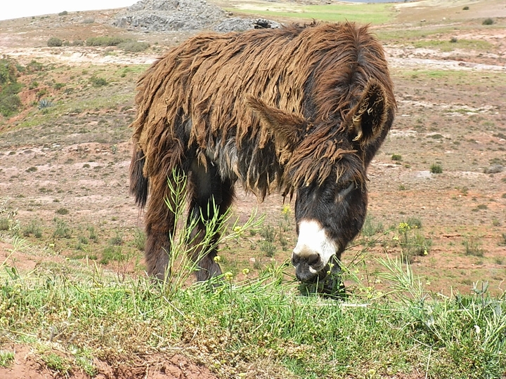 Hippie - Peru